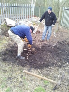 Volunteers uprooting a stump