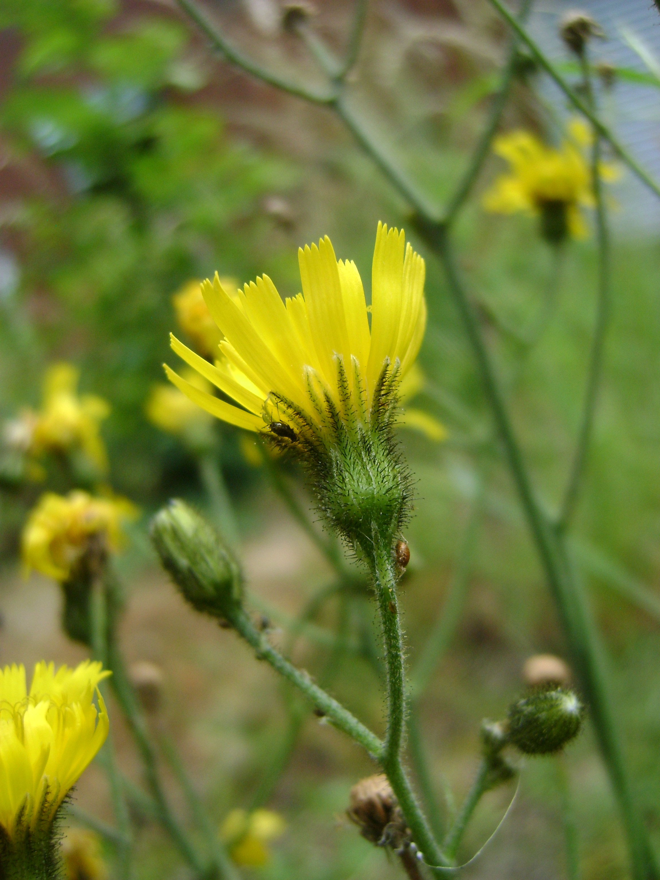 DSC05610 Flower side
