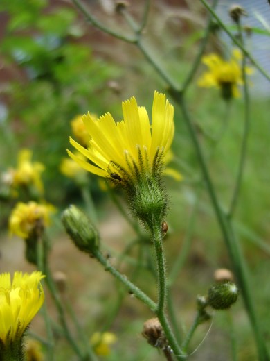 DSC05610 Flower side