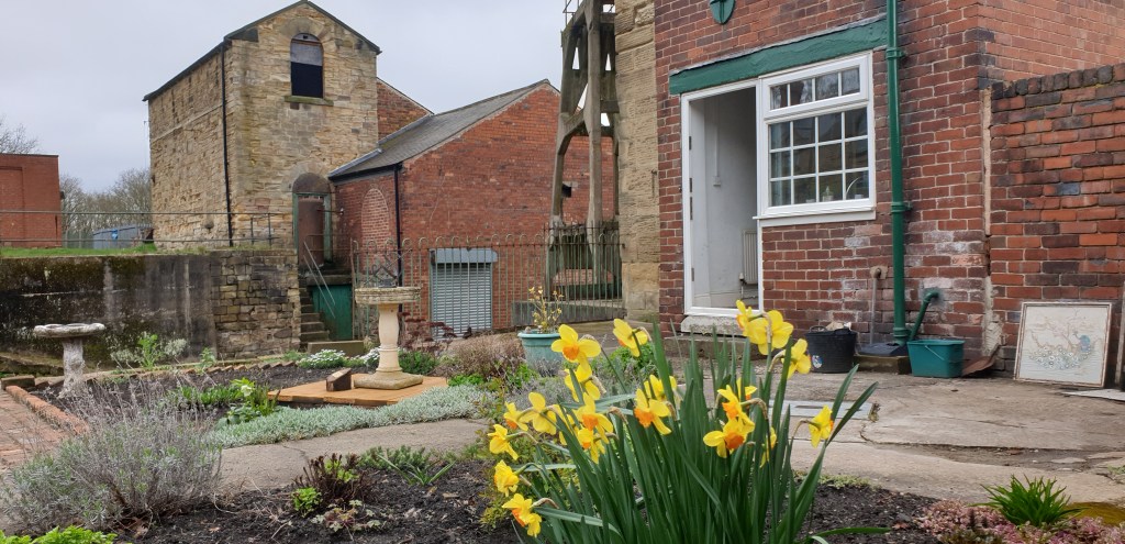 A view of Pump House Cottage Garden 1st April 2023, with Daffodils in the foreground, and Pumphouse Cottage in the background to the right, and the winding engine house in the background to the left.