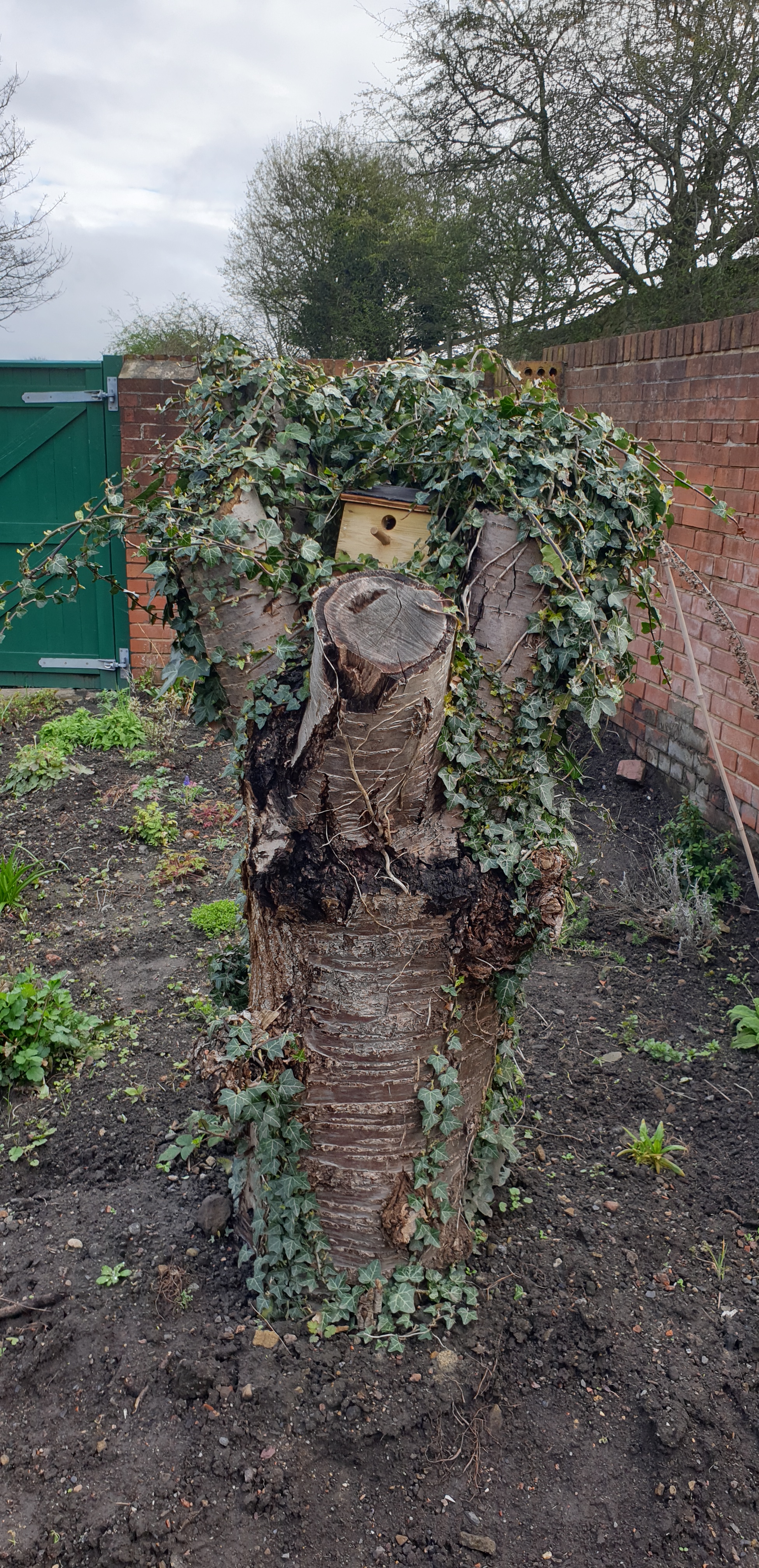View of a cut-down cherry tree trunk covered in ivy, with a new bird box nestling on top in Pump House Cottage Garden